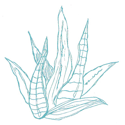 ALOE BARBADENSIS